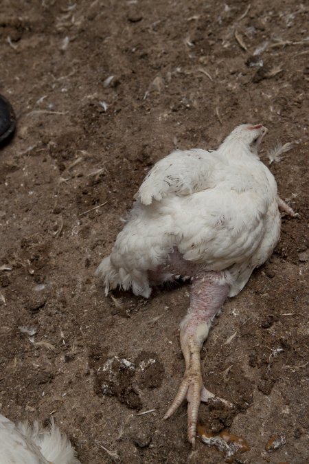 Broiler (meat) chickens, approx 7 weeks old