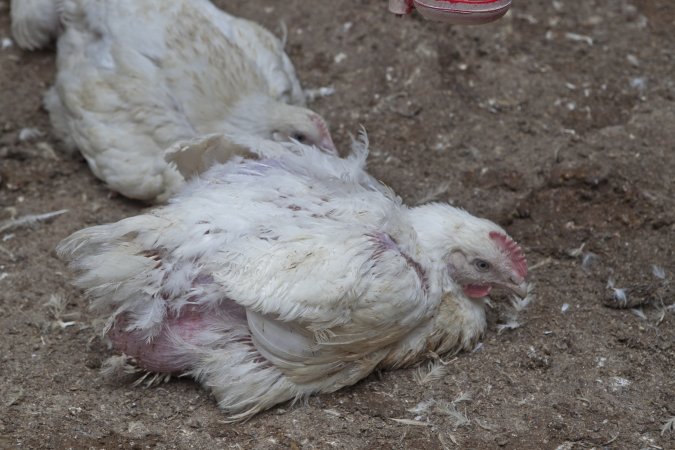 Broiler (meat) chickens, approx 7 weeks old