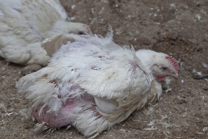 Broiler (meat) chickens, approx 7 weeks old