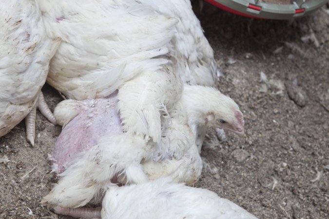 Broiler (meat) chickens, approx 7 weeks old