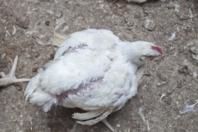 Broiler (meat) chickens, approx 7 weeks old