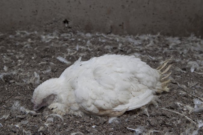 Broiler (meat) chickens, approx 7 weeks old