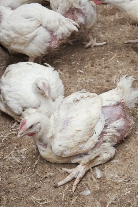 Broiler (meat) chickens, approx 7 weeks old