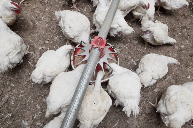 Broiler (meat) chickens, approx 7 weeks old