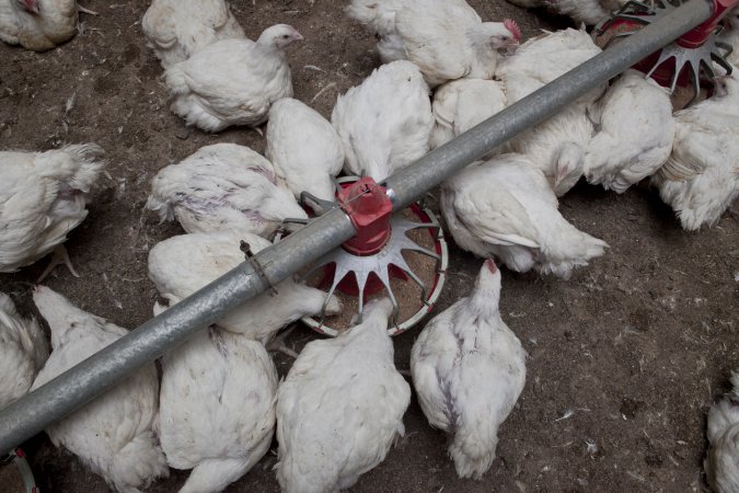 Broiler (meat) chickens, approx 7 weeks old