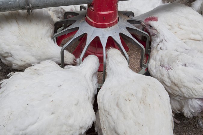 Broiler chickens eating