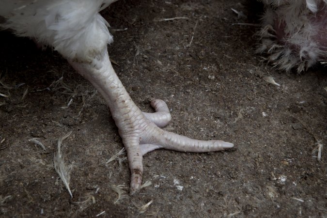 Broiler (meat) chickens, approx 7 weeks old