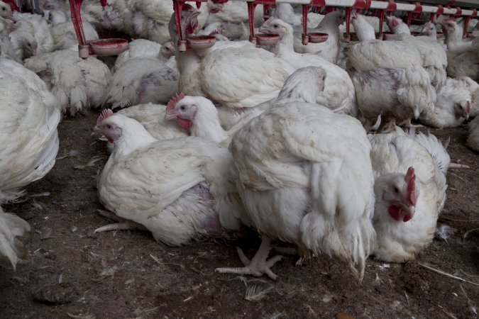 Broiler (meat) chickens, approx 7 weeks old