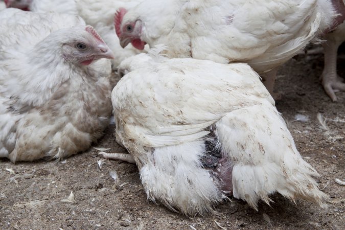 Broiler (meat) chickens, approx 7 weeks old