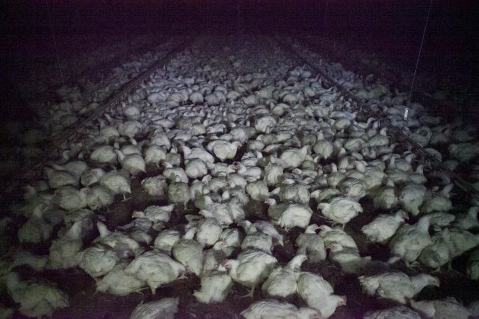 Broiler (meat) chickens, approx 7 weeks old