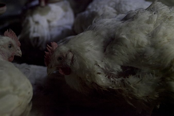 Broiler (meat) chickens, approx 7 weeks old