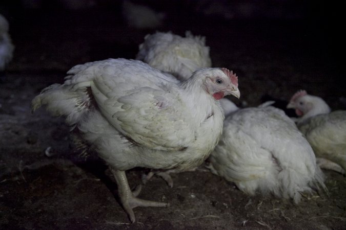 Broiler (meat) chickens, approx 7 weeks old