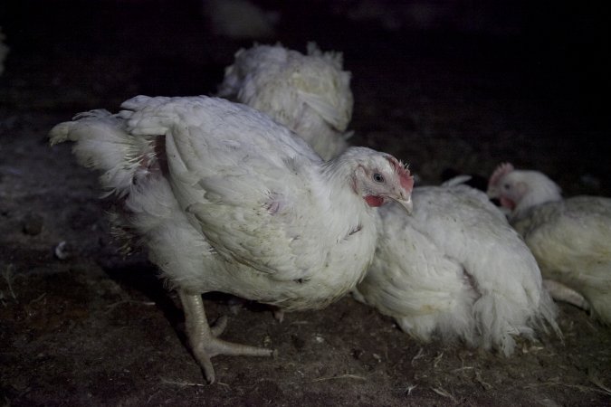 Broiler (meat) chickens, approx 7 weeks old