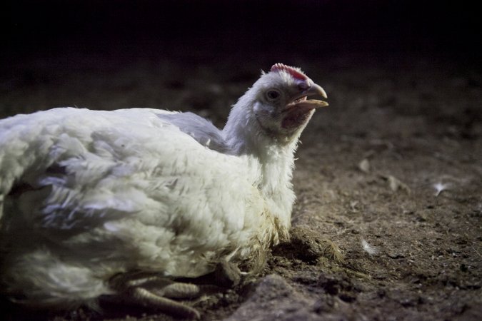 Broiler (meat) chickens, approx 7 weeks old