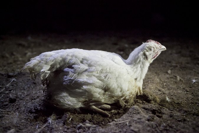 Broiler (meat) chickens, approx 7 weeks old