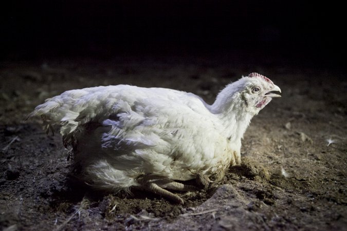 Broiler (meat) chickens, approx 7 weeks old