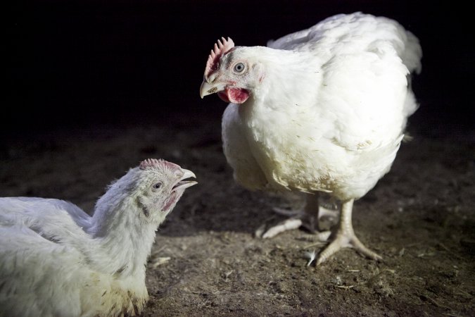 Two broilers interacting