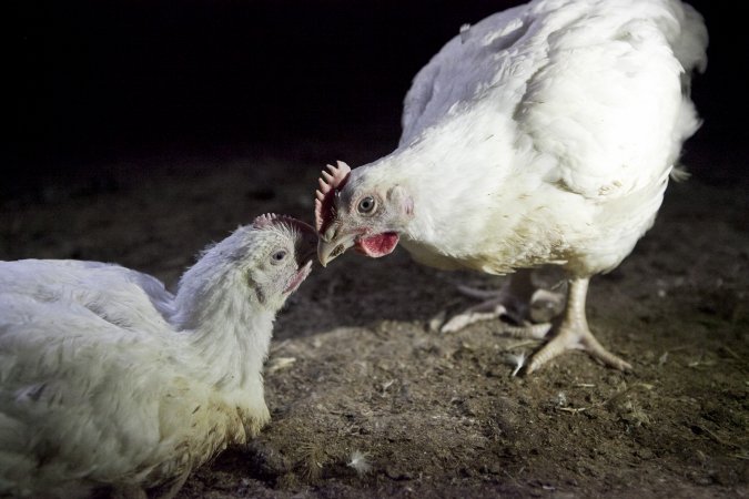 Two broilers interacting