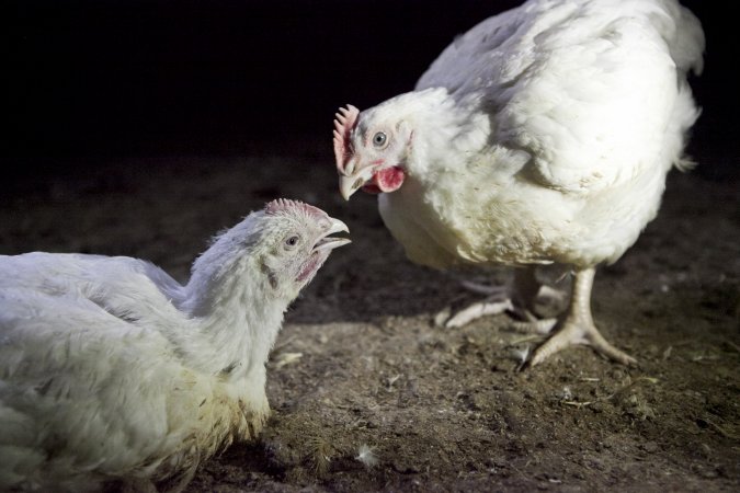 Broiler (meat) chickens, approx 7 weeks old