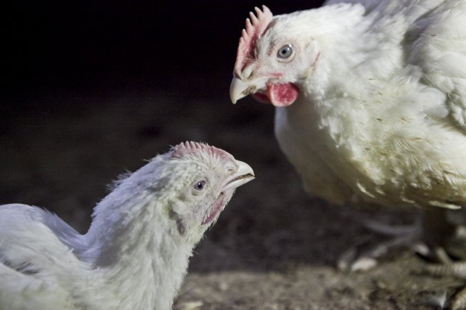 Broiler (meat) chickens, approx 7 weeks old