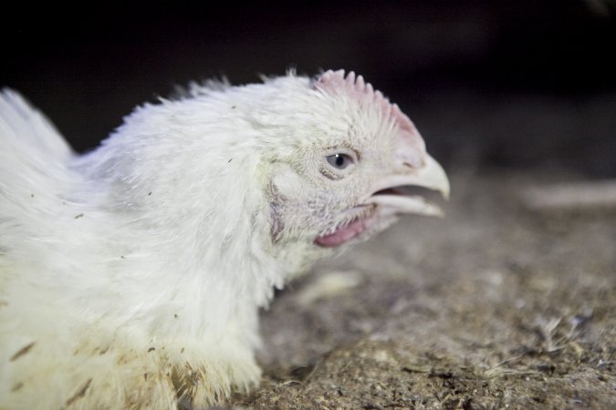 Broiler (meat) chickens, approx 7 weeks old