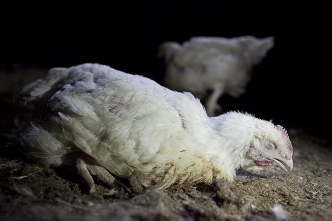 Broiler (meat) chickens, approx 7 weeks old