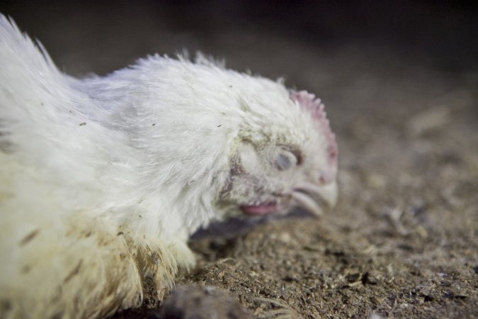 Broiler (meat) chickens, approx 7 weeks old