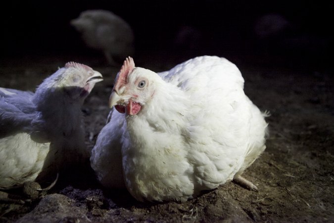 Broiler (meat) chickens, approx 7 weeks old