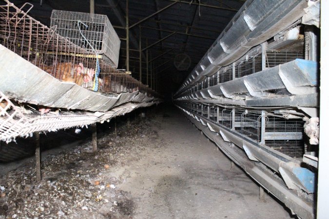 Hens in battery cages