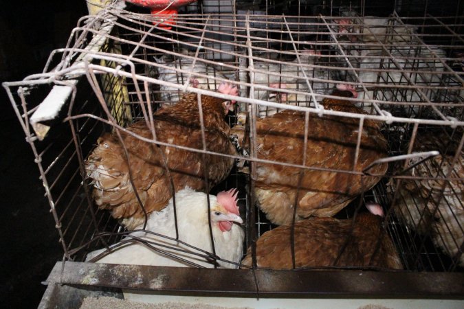 Hens in older-style battery cages (single tier)