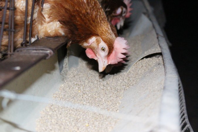 Hens in battery cages eating