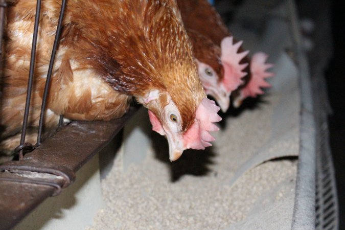 Hens in battery cages eating