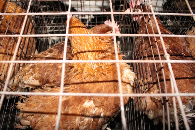 Hens in older-style battery cages (single tier)