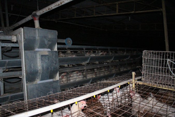 Hens in battery cages