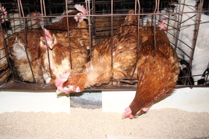 Hens in battery cages