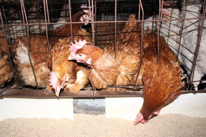 Hens in battery cages