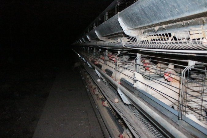 Hens in battery cages (three tier)