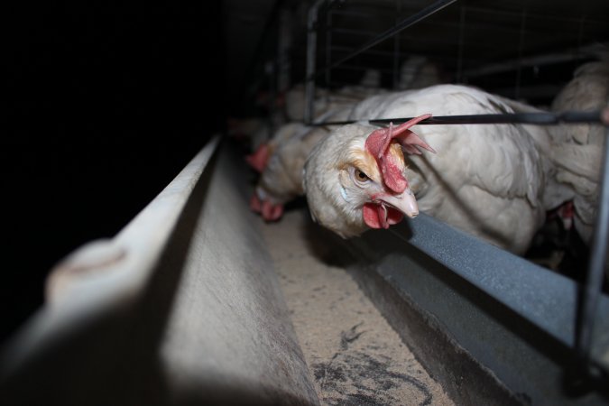 Hens in battery cages