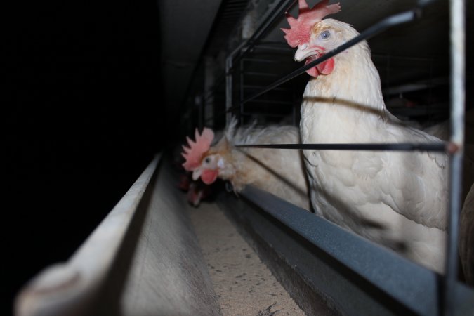 Hens in battery cages