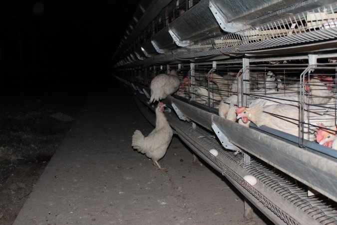 Hens escaped from cages