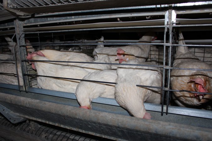 Hens in battery cages