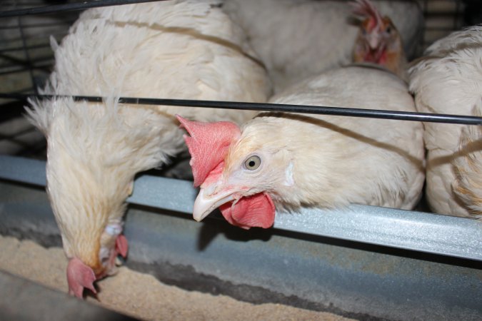 Hens in battery cages