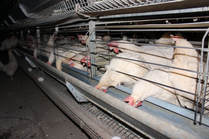 Hens in battery cages