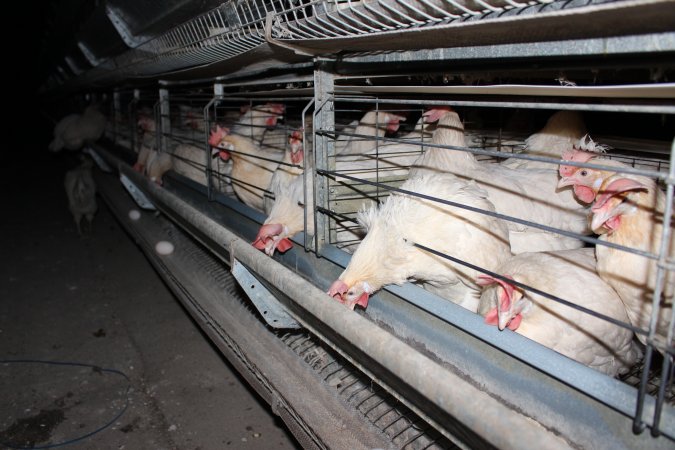 Hens in battery cages