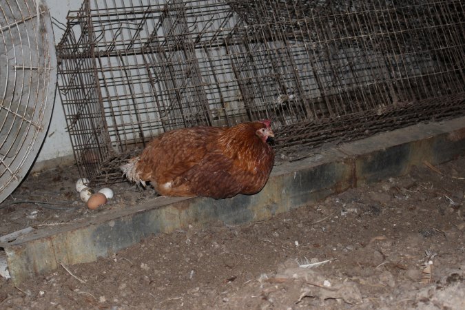 Hen in 'free range' room