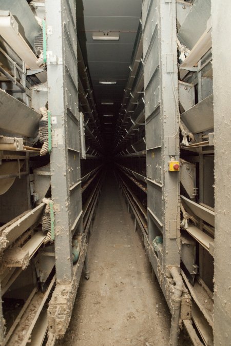 Hens in battery cages