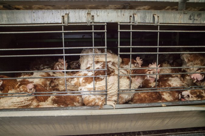 Hens in battery cages with feather loss