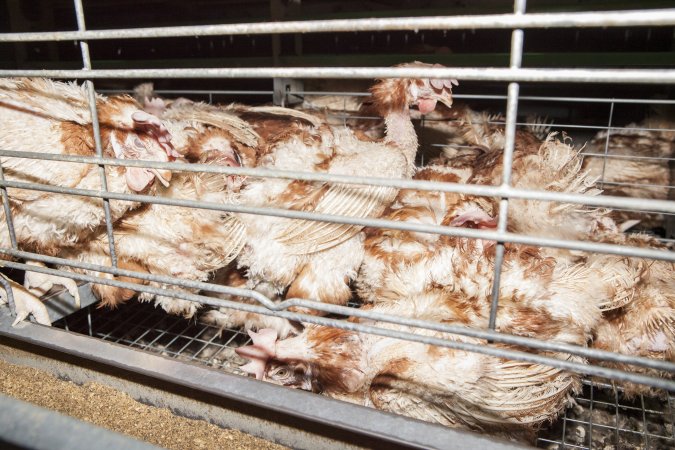 Hens in battery cages with feather loss