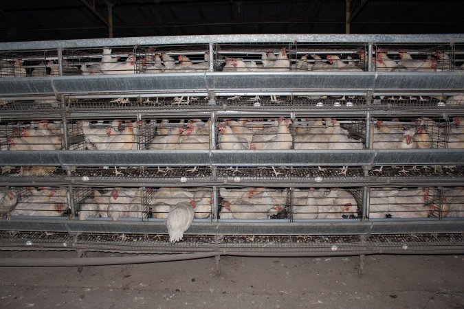 Hens in battery cages (three tier)