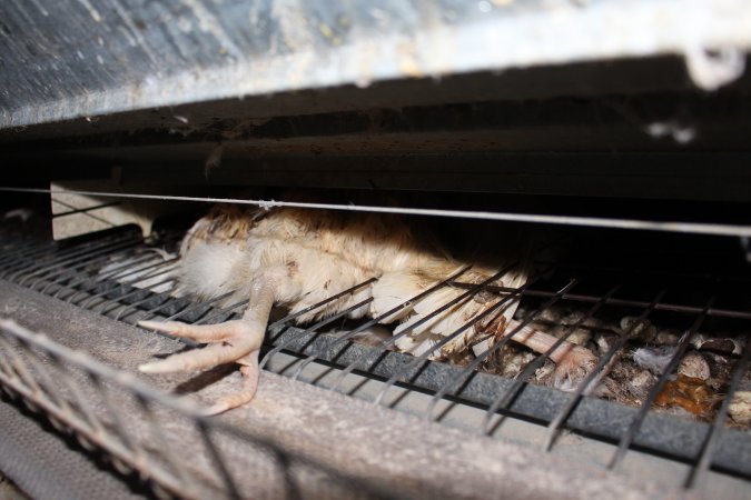 Dead hen in battery cages